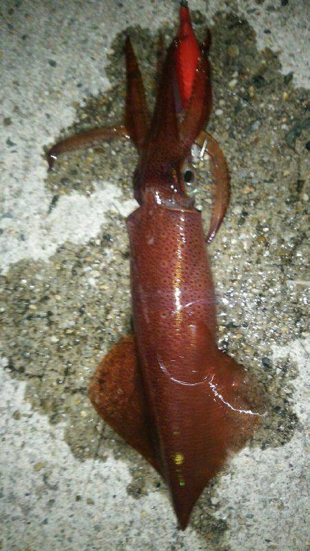 時合いを外すとこんなもんです(笑)