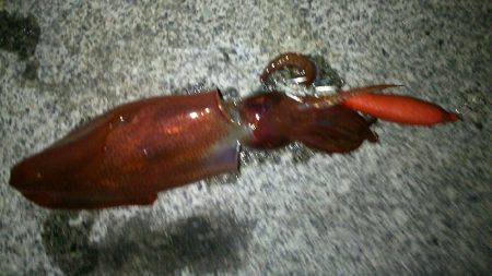 ケンサキどこ行った？豆アジはなんぼでも釣れるけど(笑)