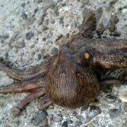 そろそろ終盤かな