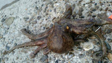 そろそろ終盤かな