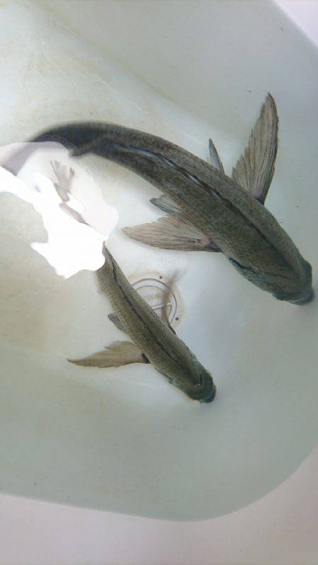 太刀魚ジギング&キャスティング