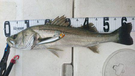 紀ノ川ボートゲーム