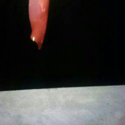 大きくなるのかな？