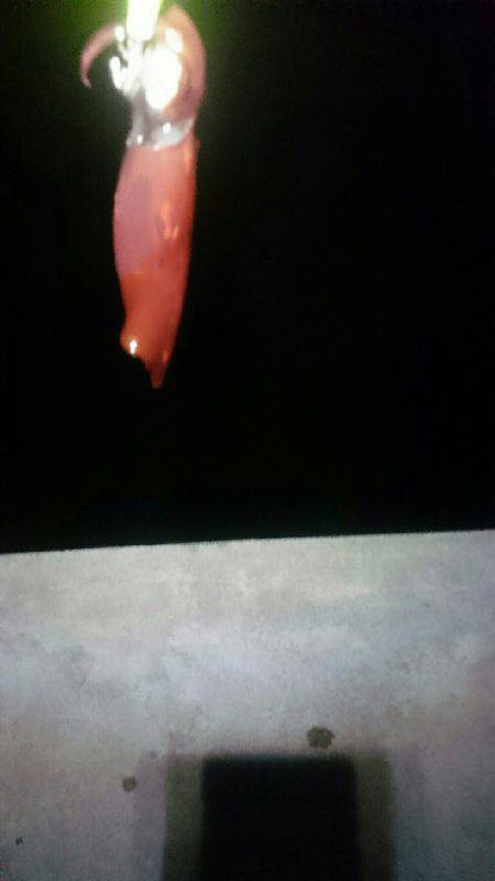 大きくなるのかな？