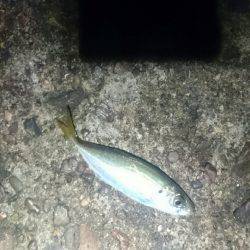 今日もひっそりとアジング