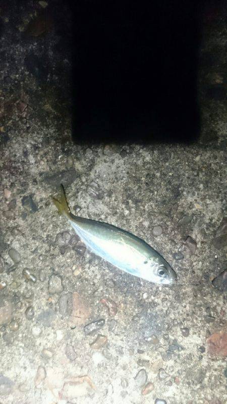 今日もひっそりとアジング