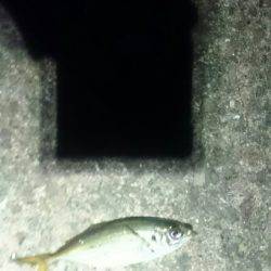 やっぱり遅い。