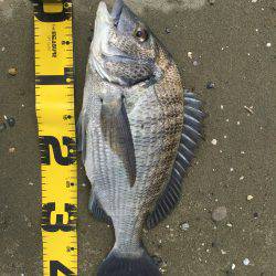 ゲキ渋宮川チニング