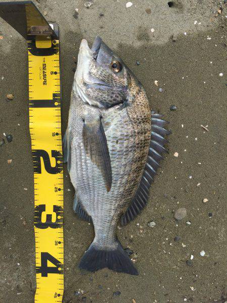 ゲキ渋宮川チニング