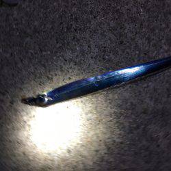 ケンサキと太刀魚