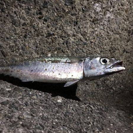 大蔵海岸で大サバ狙い！！