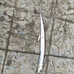 シーバスの予定が…