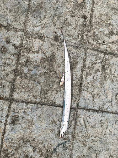 シーバスの予定が…