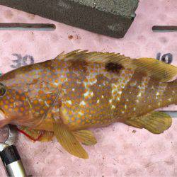 マイボートでタイラバ、ジギング