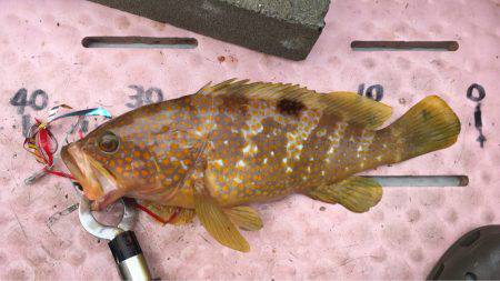 マイボートでタイラバ、ジギング