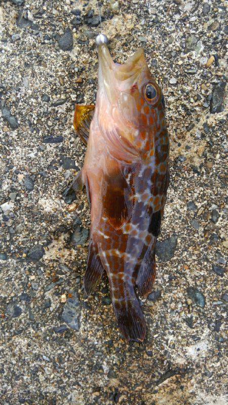 ミップル様周辺で釣りをする(笑)。