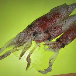 ケンサキイカが釣れると聞いて〜