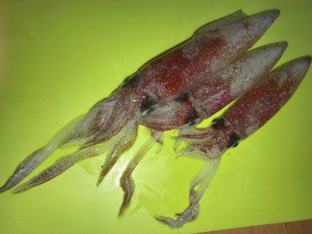 ケンサキイカが釣れると聞いて〜