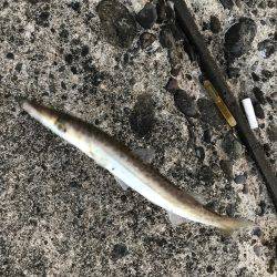 タチウオ2匹とカマス