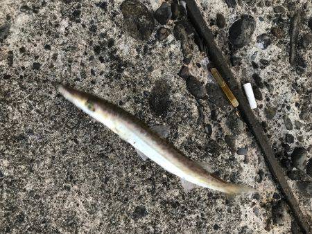 タチウオ2匹とカマス