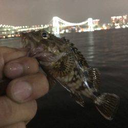 クロダイ、セイゴ、カサゴ！