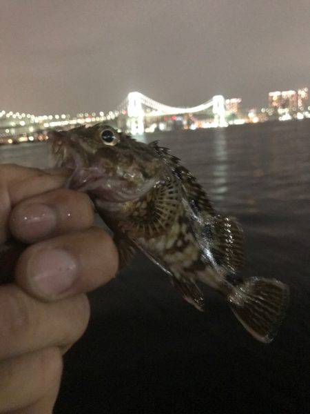 クロダイ、セイゴ、カサゴ！