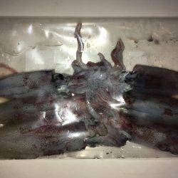 ライトエギング