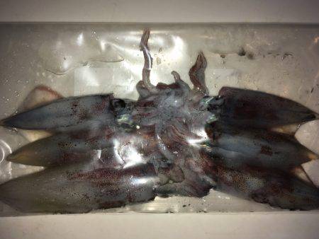 ライトエギング