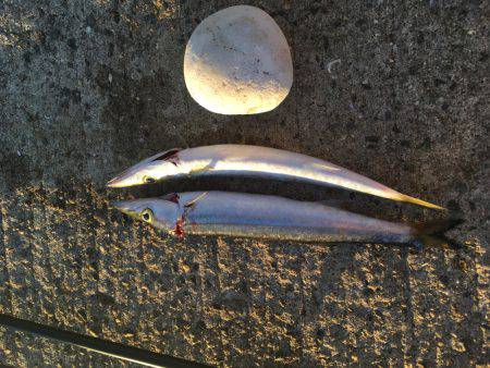 朝マズメ マーブルビーチにて