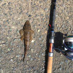 いろんな小魚釣れました