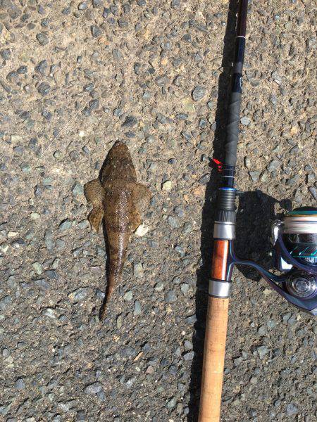 いろんな小魚釣れました