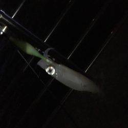 明石港近辺ケンサキ調査ᔦ˙灬˙ᔨ