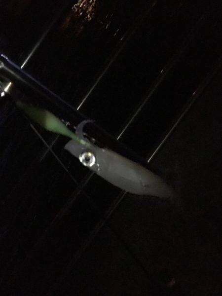 明石港近辺ケンサキ調査ᔦ˙灬˙ᔨ