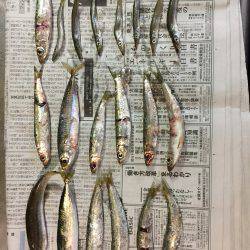 ジグサビキ スーパーライトショアジギング アジング