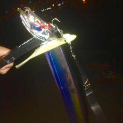 神戸のタチウオ止まらなーい‼︎