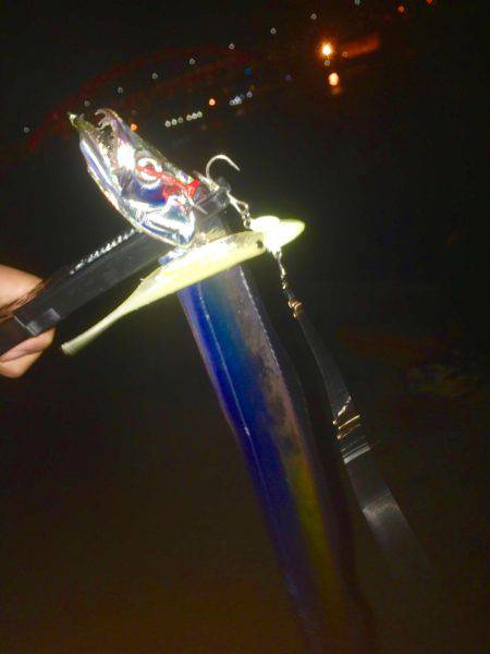 神戸のタチウオ止まらなーい‼︎