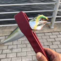 ナイト&デイ フルコース笑