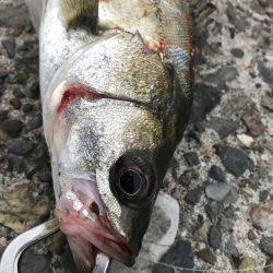 夕方からシーバス狙い