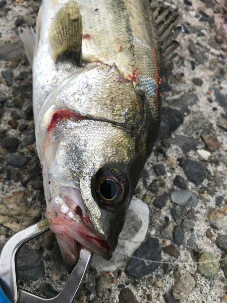 夕方からシーバス狙い