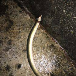 二度見‼︎なぜなんだ‼︎南港でうなぎ‼︎