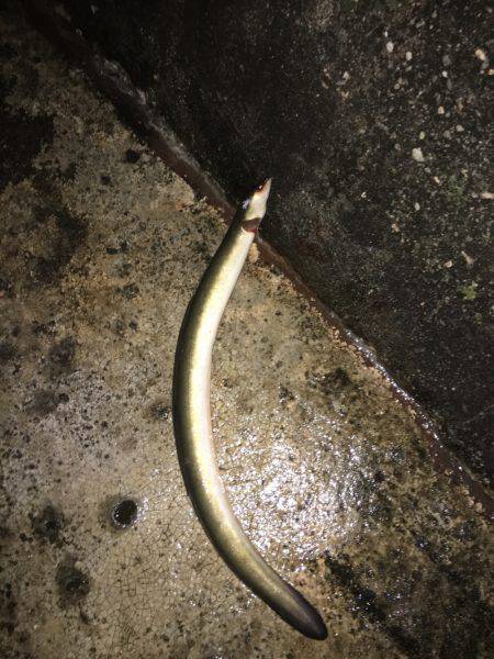 二度見‼︎なぜなんだ‼︎南港でうなぎ‼︎