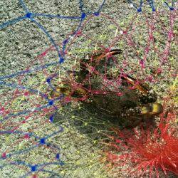 サビキでメバルゲット