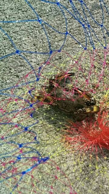 サビキでメバルゲット