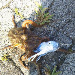 ファミリーオクトパッシング