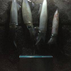 明石ケンサキイカ