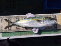 落とし込み釣り