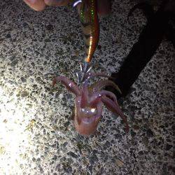 初めてのイカ釣り！