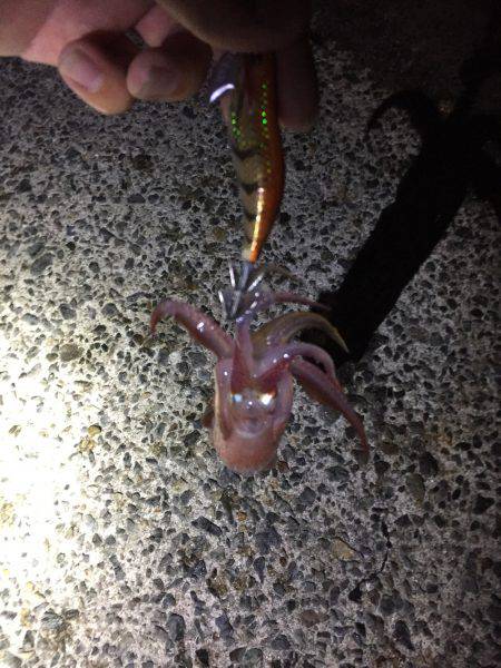 初めてのイカ釣り！