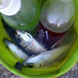 休暇明けアジング