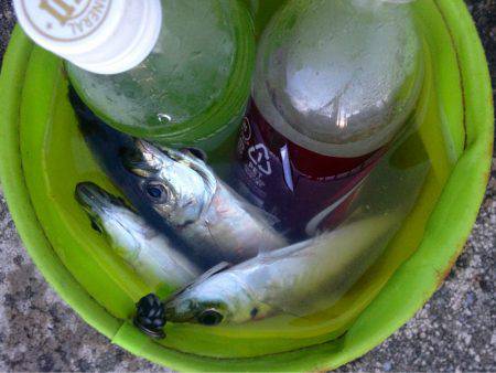 休暇明けアジング